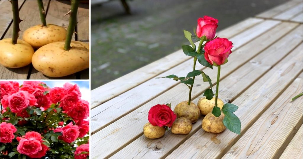 plantar una rosa en una papa